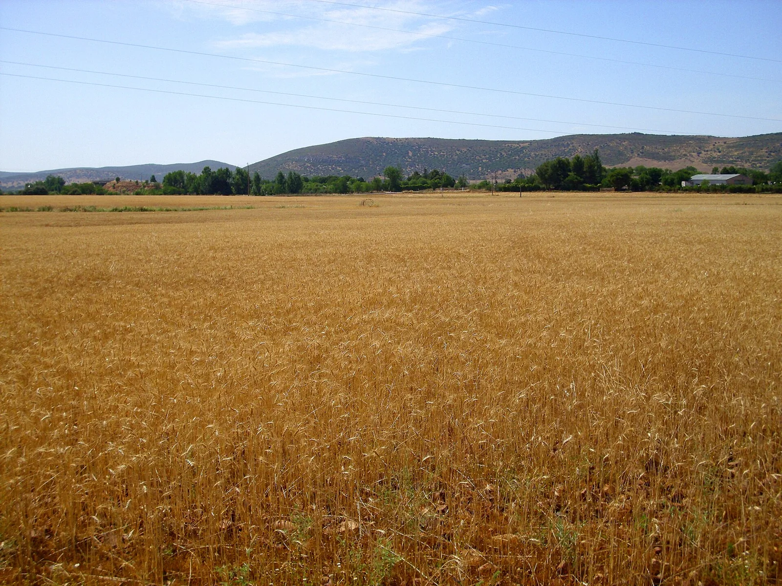 Campo de trigo maduro en Campo de Calatrava