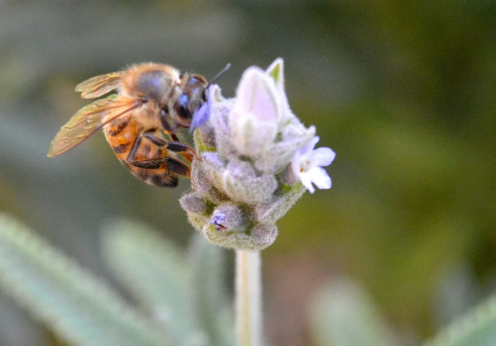 Abeja sobre una flor, como imagen de contexto sobre polinizadores.