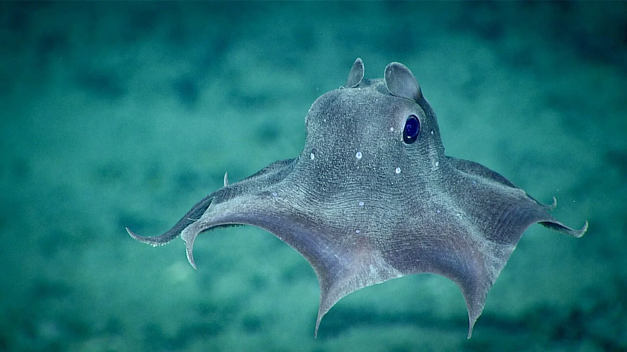 Pulpo de aguas profundas fotografiado durante una exploración oceánica.