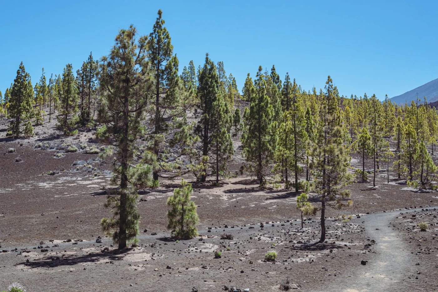 Pinar y terreno volcánico vistos desde el mirador de Sámara, en Guía de Isora, Tenerife