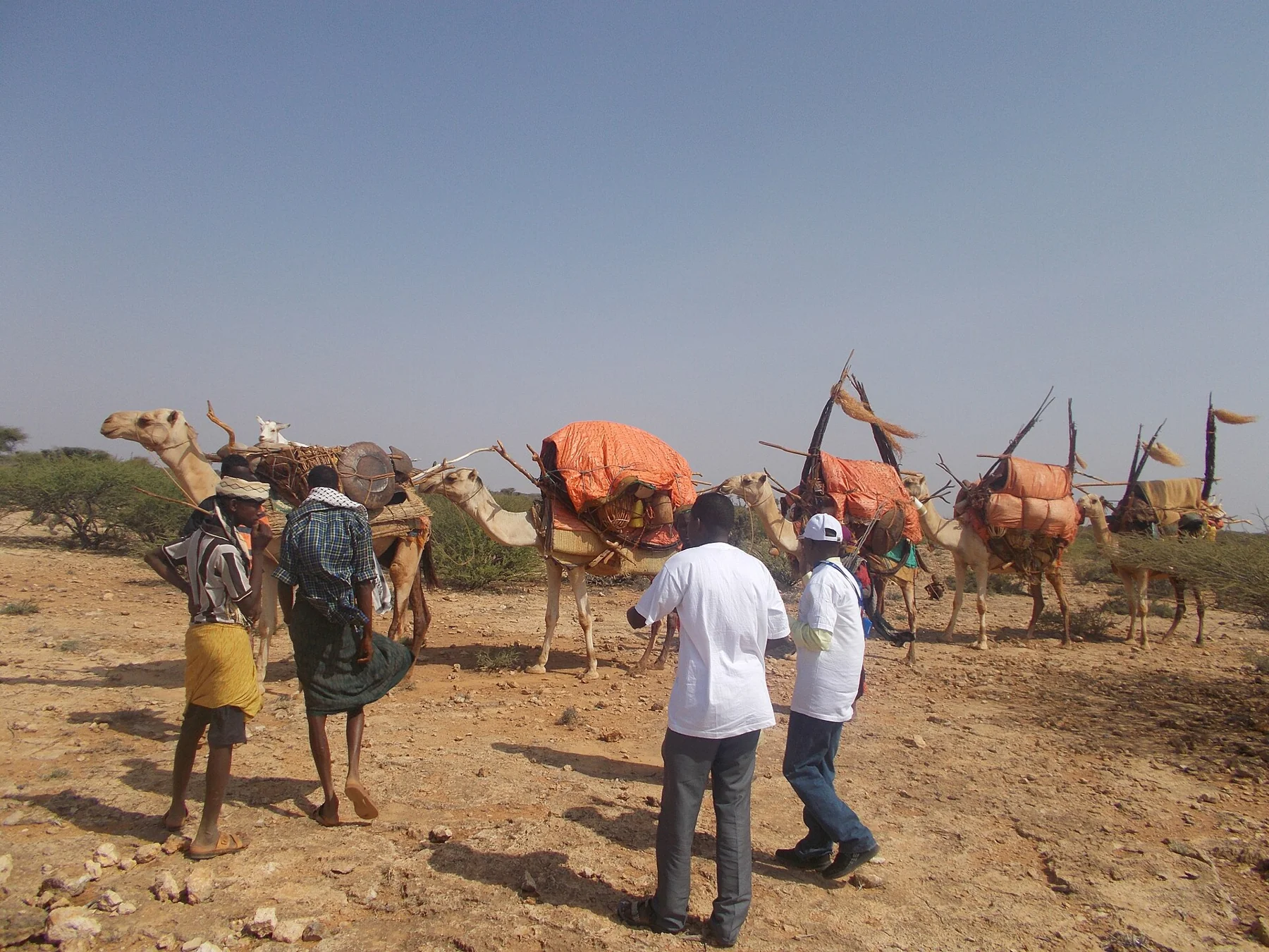 Un equipo de vacunación se acerca a una comunidad nómada con camellos en Etiopía.