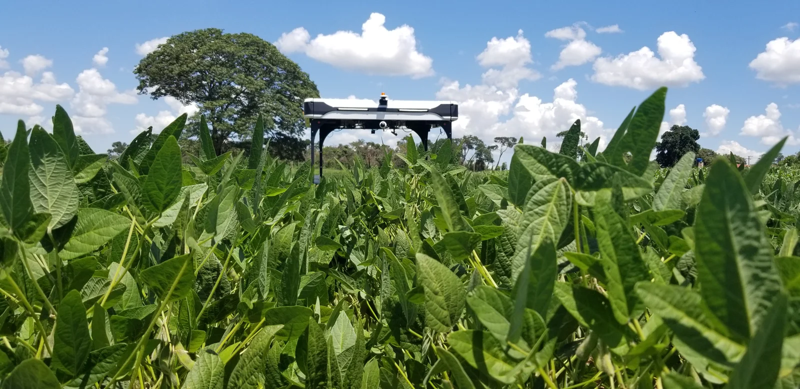 Robot agrícola Solix entre cultivos en Brasil