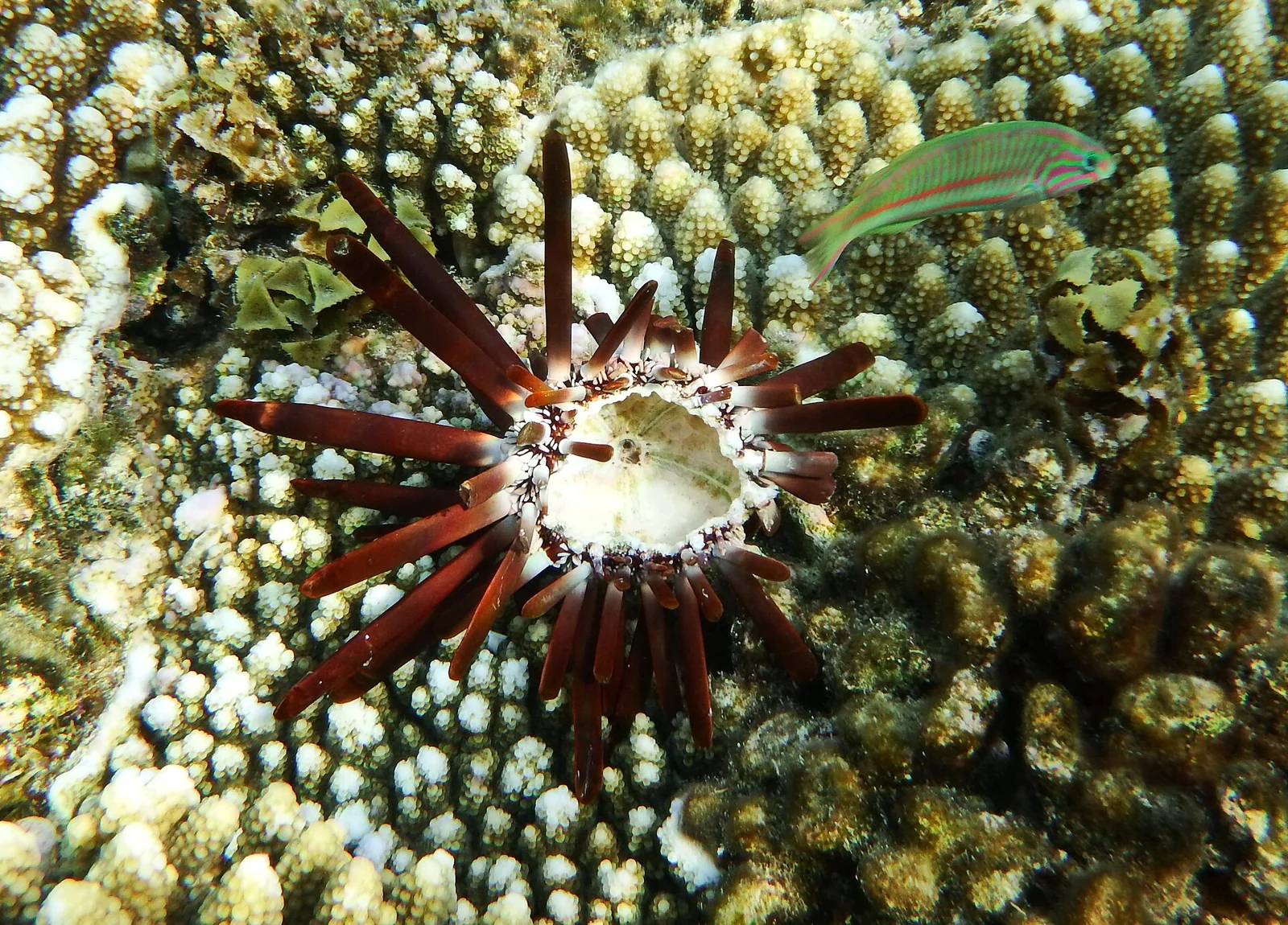 Un erizo de mar entre otros organismos del arrecife en el mar Rojo.