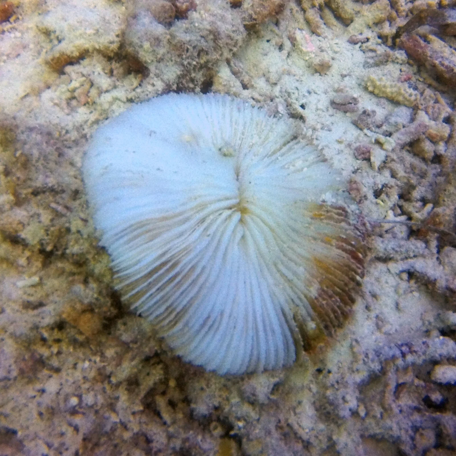 Un coral hongo blanqueado sobre el fondo marino.