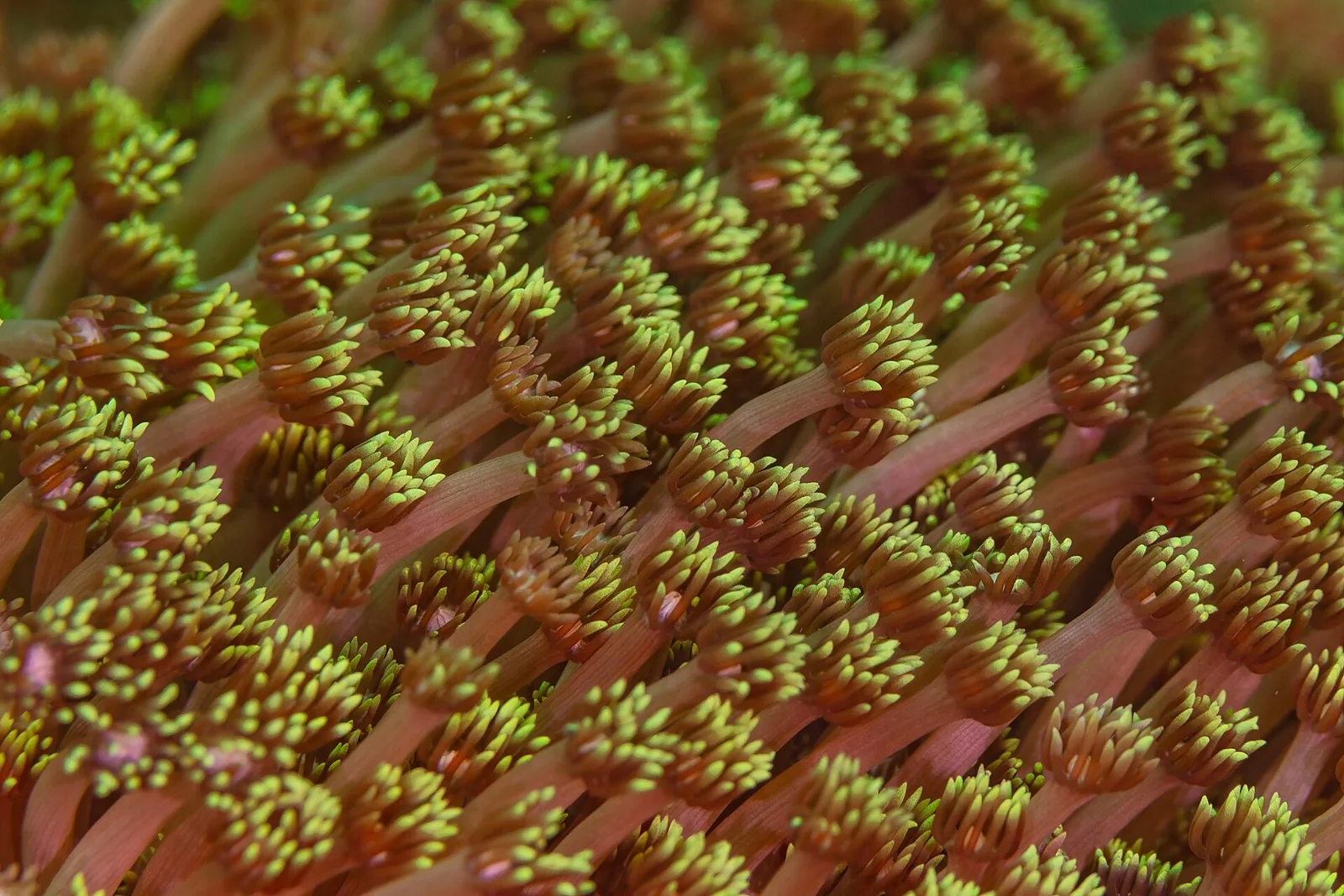 Detalle de los pólipos de un coral Goniopora en las islas Ad Dimaniyat, Omán.