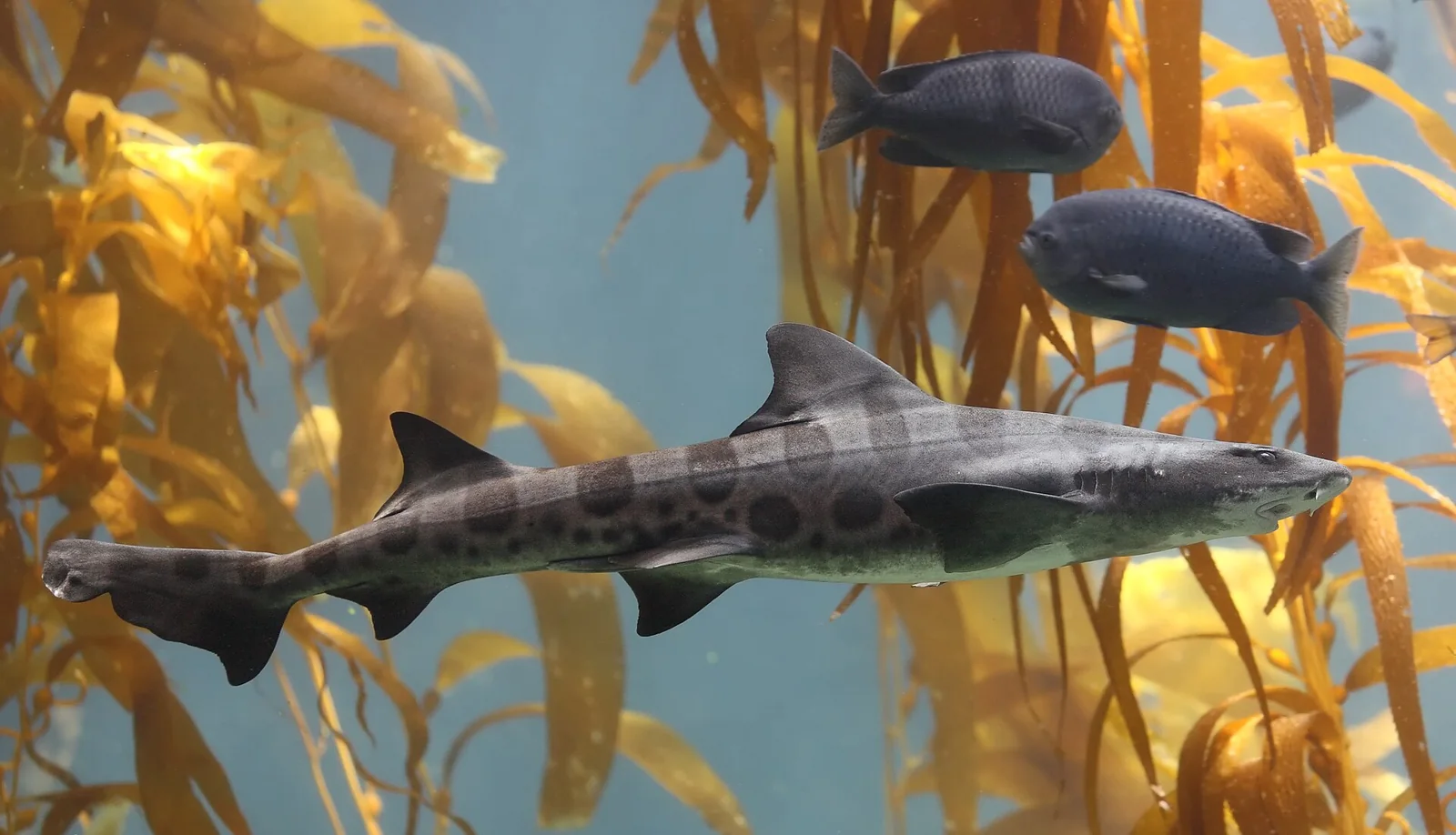 Un tiburón leopardo y peces entre frondas de kelp.
