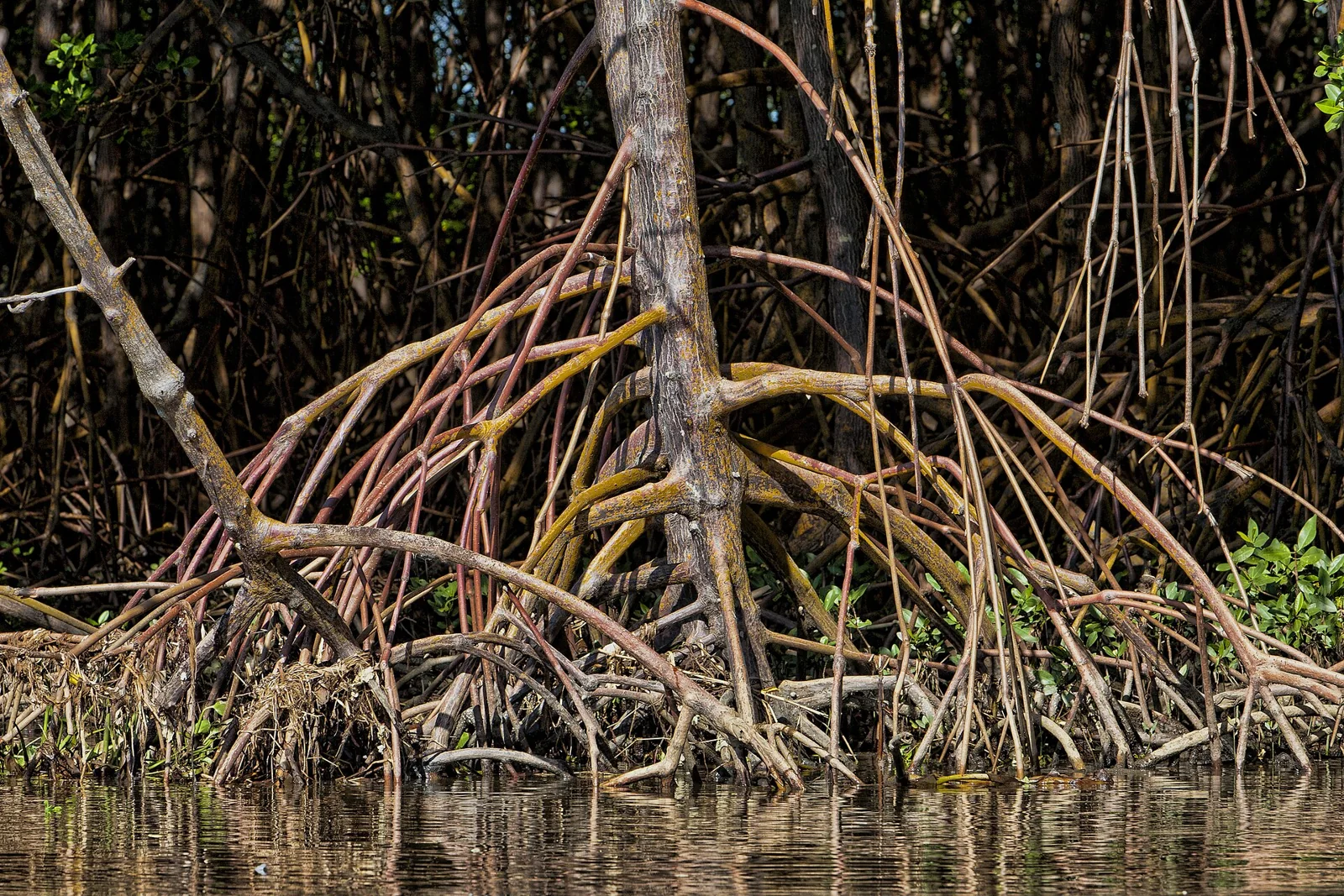 Raíces de manglar rojo junto al agua en Prado, Brasil.