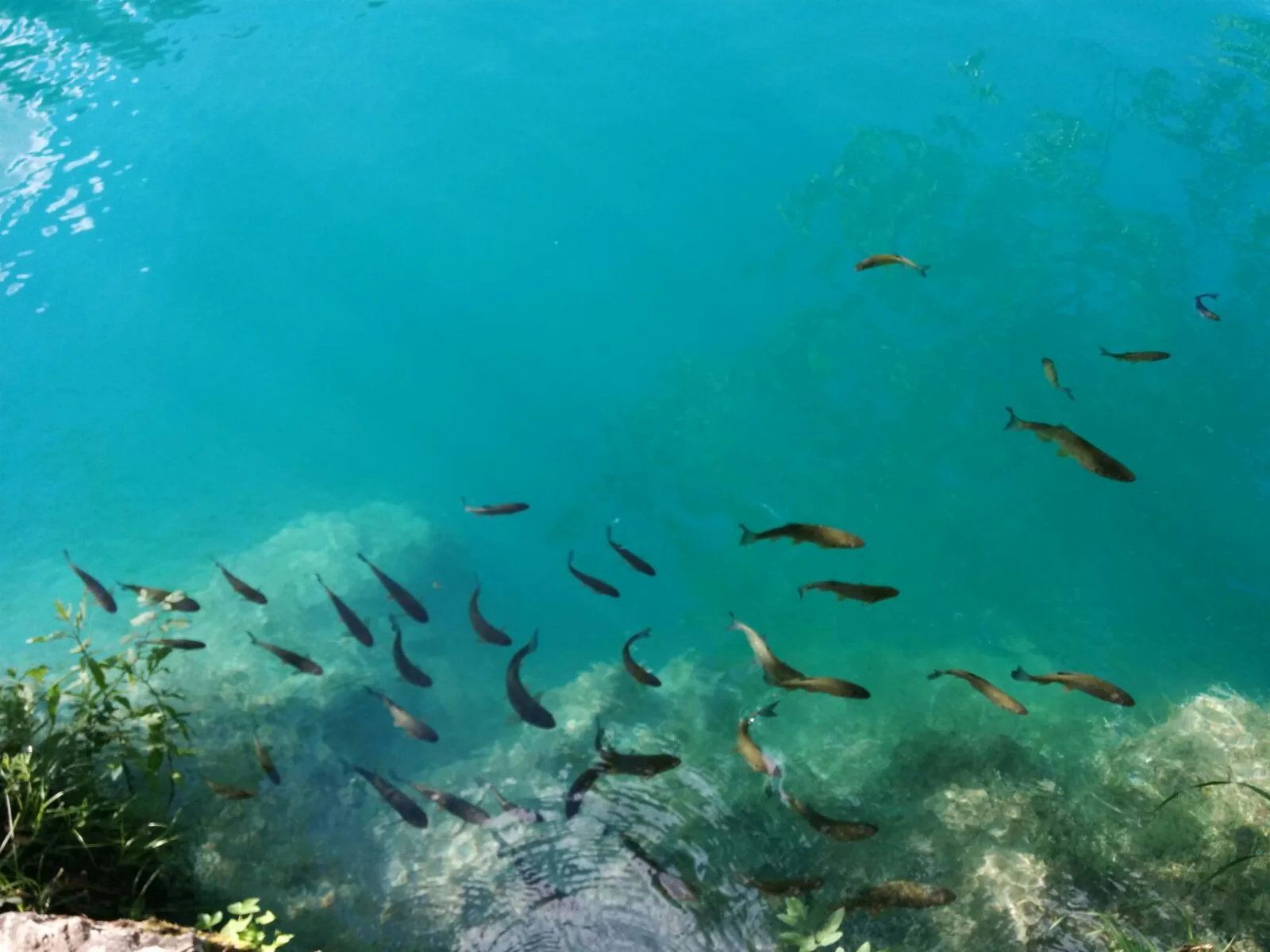 Peces nadando bajo el agua en los lagos de Plitvice.