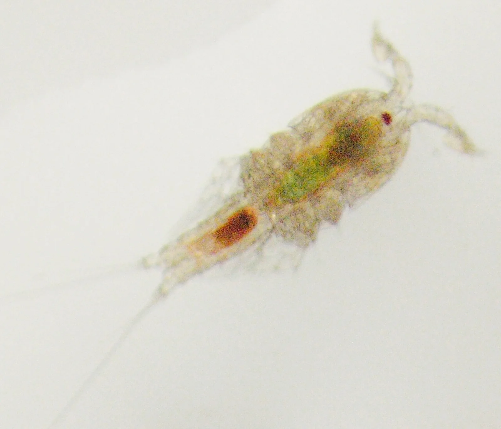 Copépodo Tigriopus brevicornis observado al microscopio.