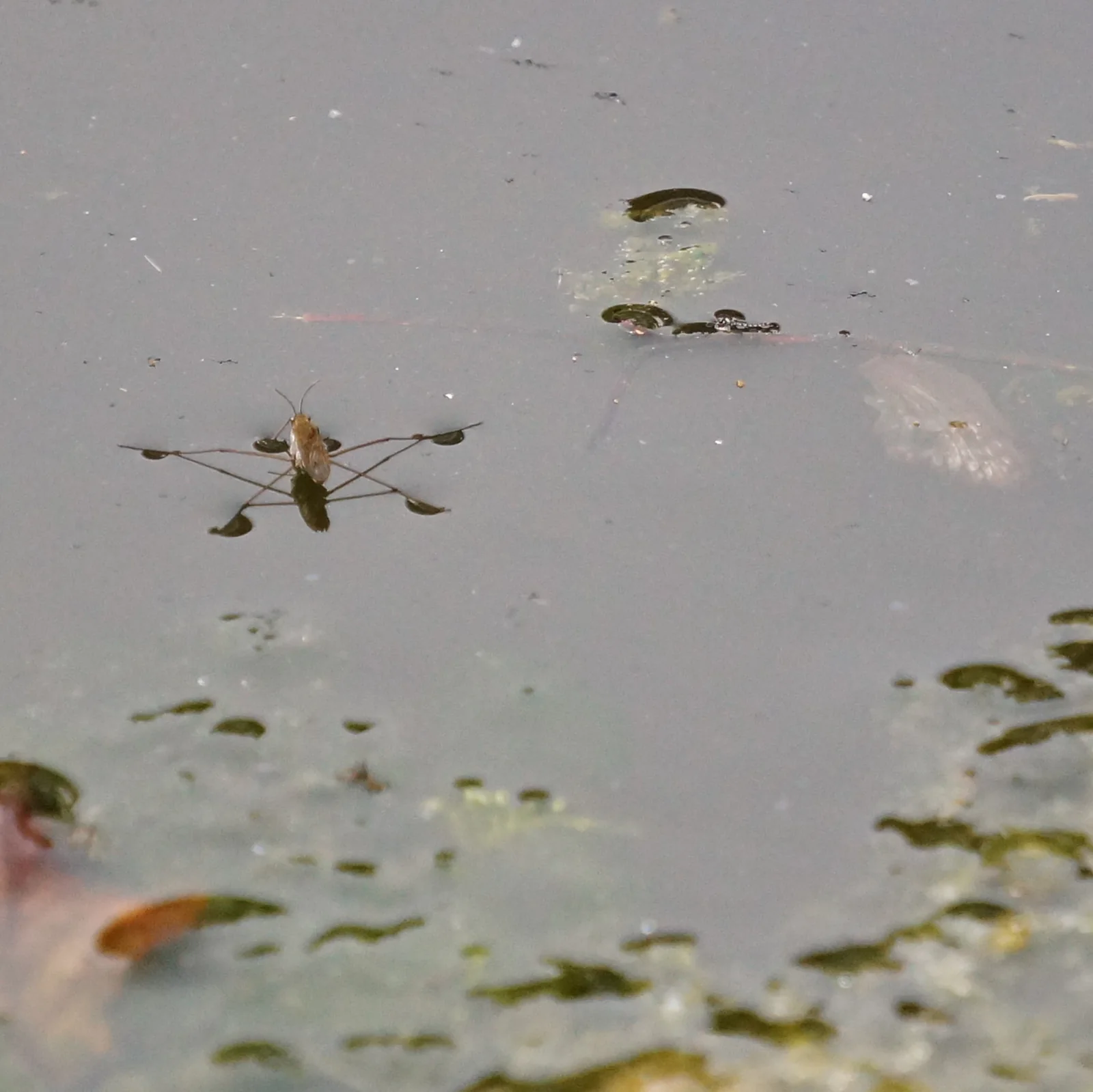 Insectos zapateros apoyados sobre la superficie del agua.