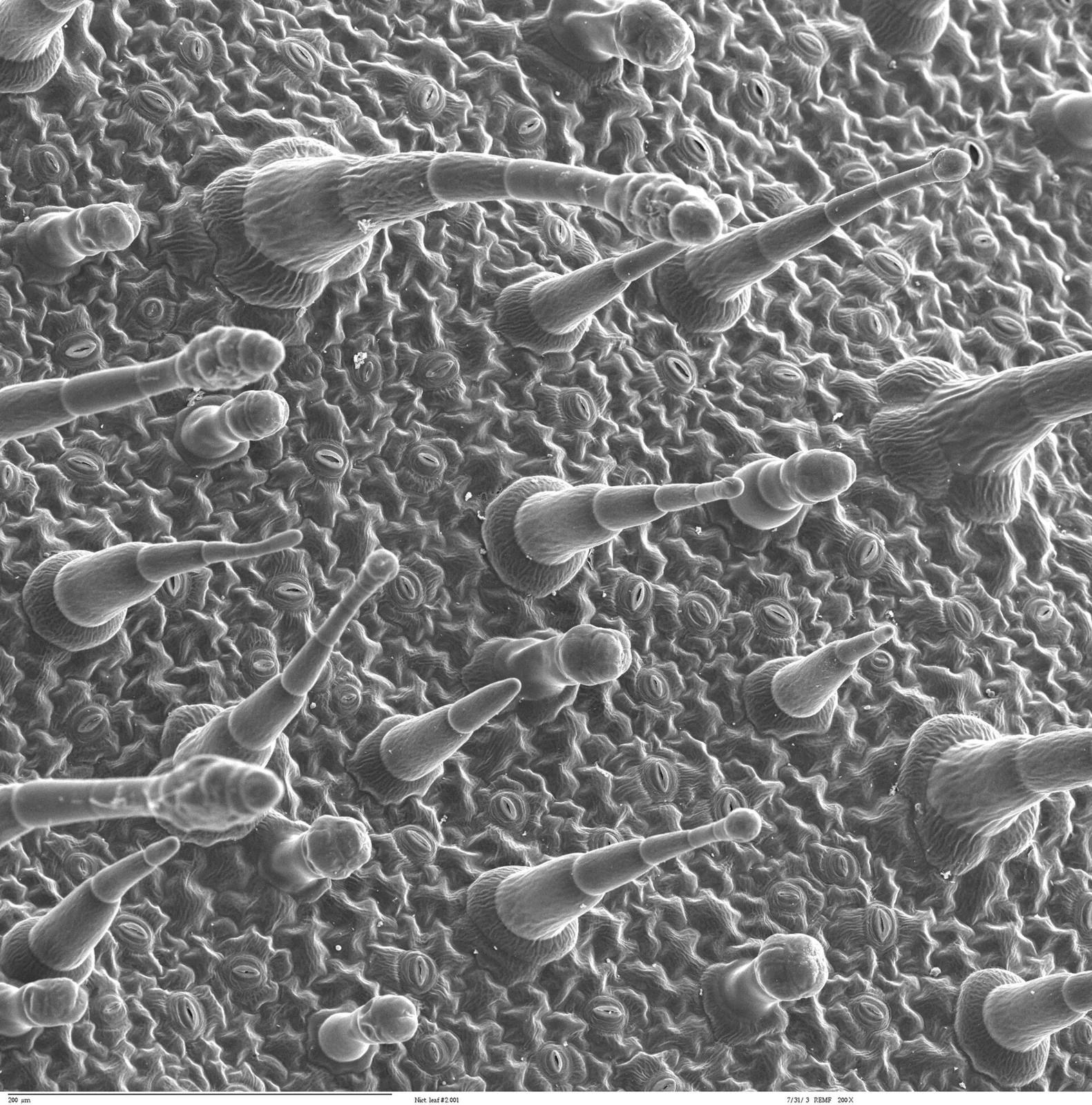 Superficie de una hoja observada mediante microscopía electrónica.