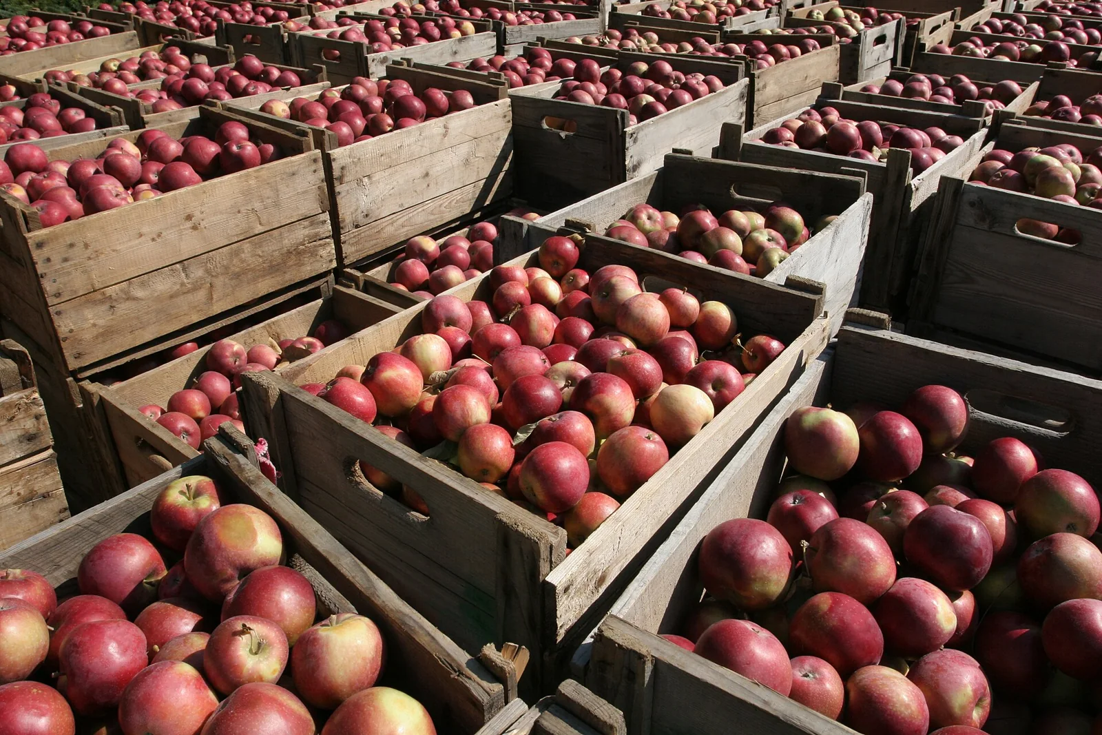Cajas de manzanas cosechadas en Île d’Orléans, Canadá.